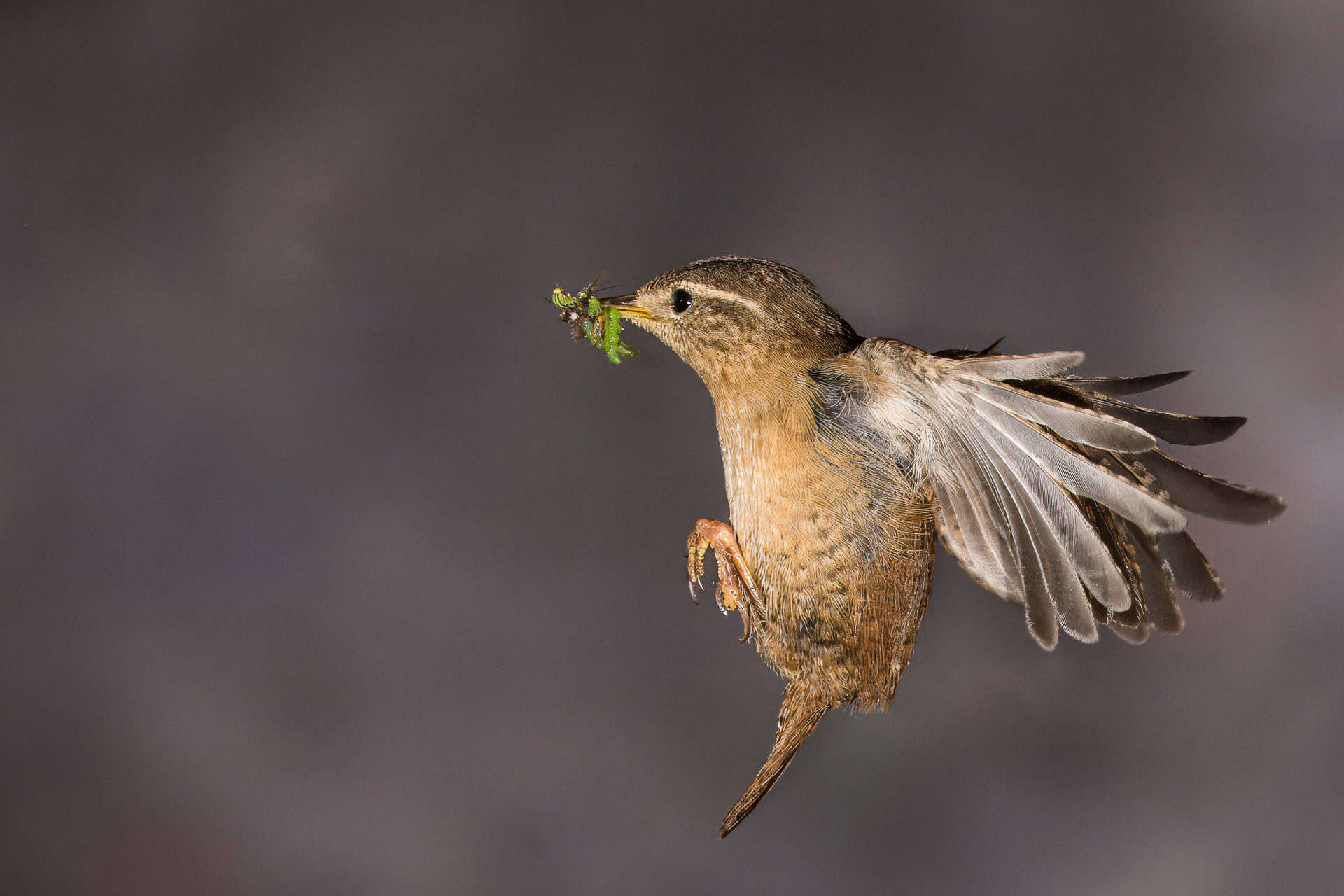 thumbnail John Moxham Wren in Flight