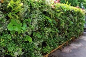 Living Wall